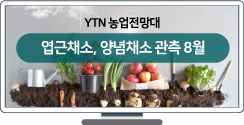 엽근채소·양념채소 관측 8월