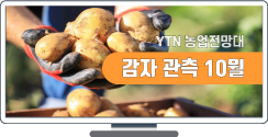 감자 관측 8월