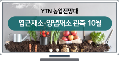 엽근채소·양념채소 관측 10월